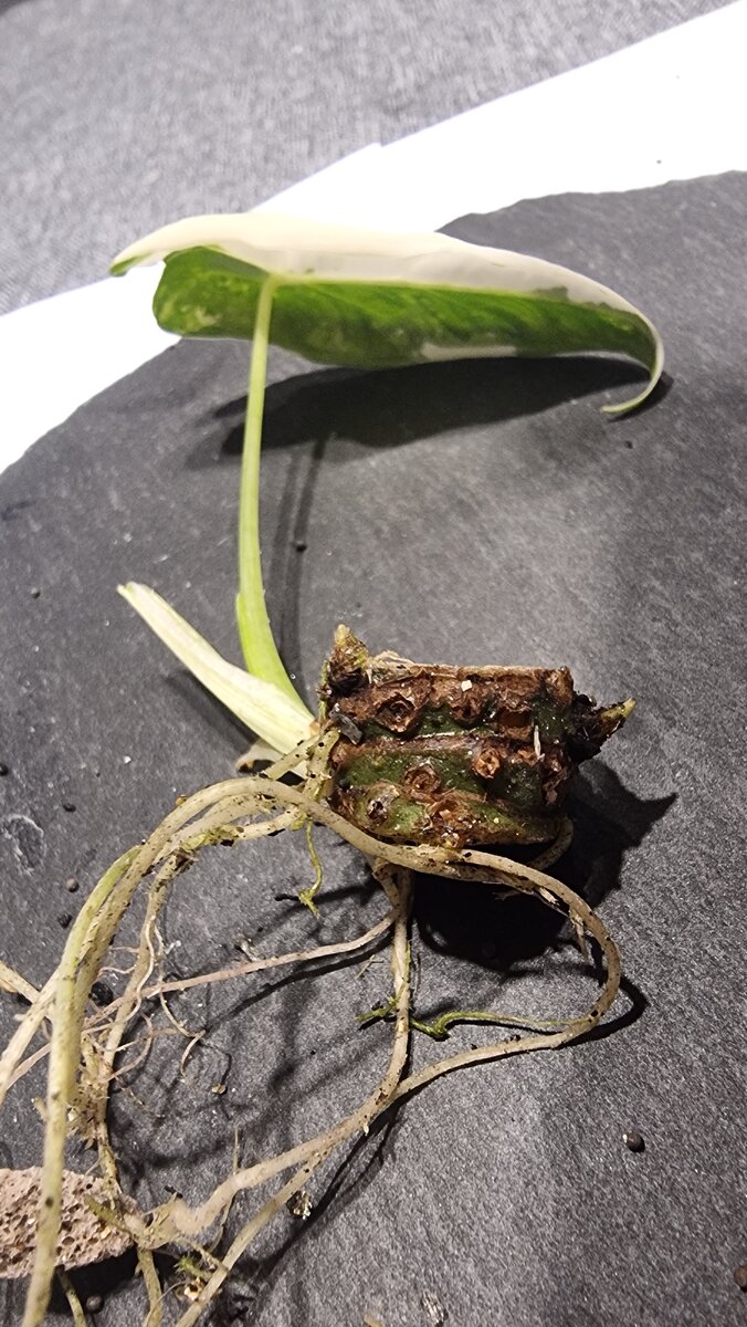 Разброс слов по составу. Потом где корень. Ризбор слово по составу. Состав слова 2 класс русский язык правило. Слова с приставкой корнем и суффиксом.