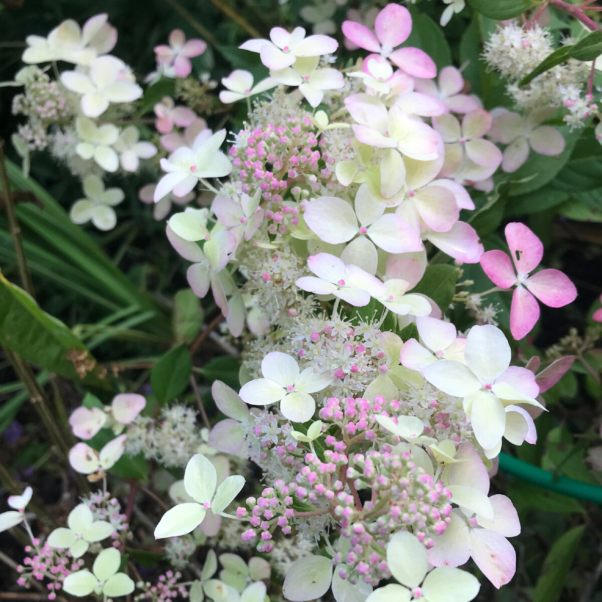 Гортензия Конфетти