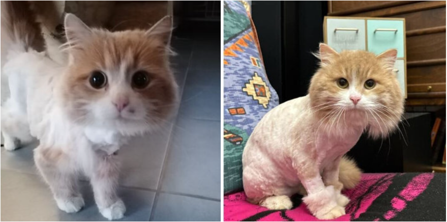 Как пройти котиков. 1. Кот киберпанк. Ответ в игре cat puzzle. Игра котенок лайк.