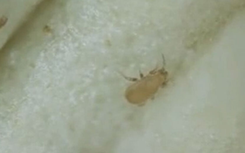  Скриншот видео из соцсетей