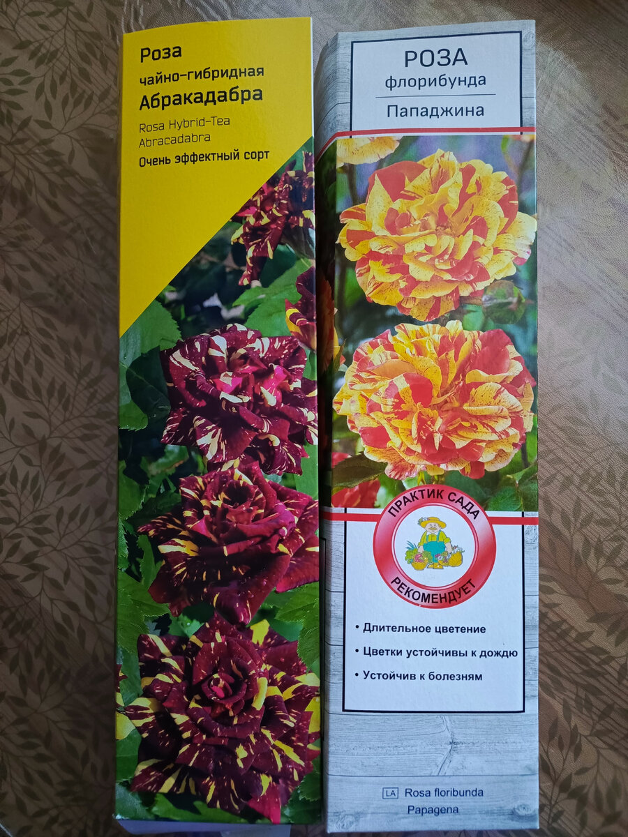 Мои новые красотки.