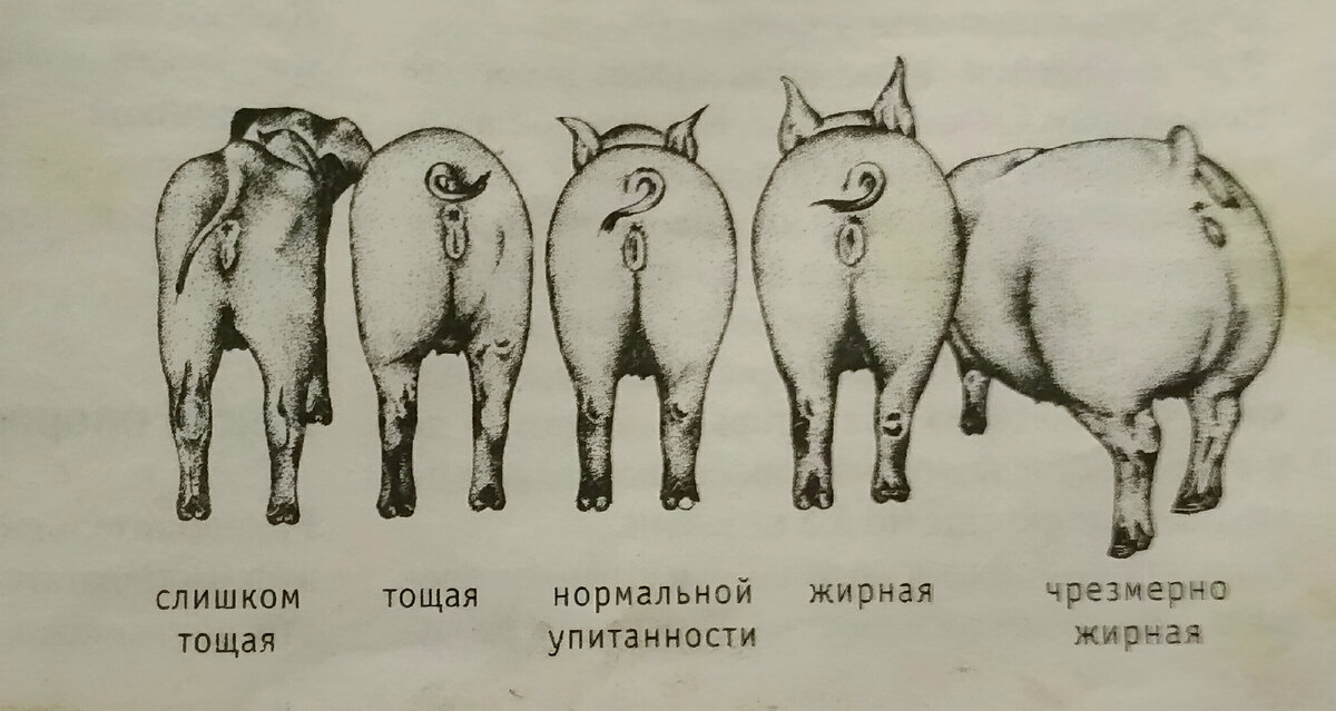 Подходы к активации полового влечения