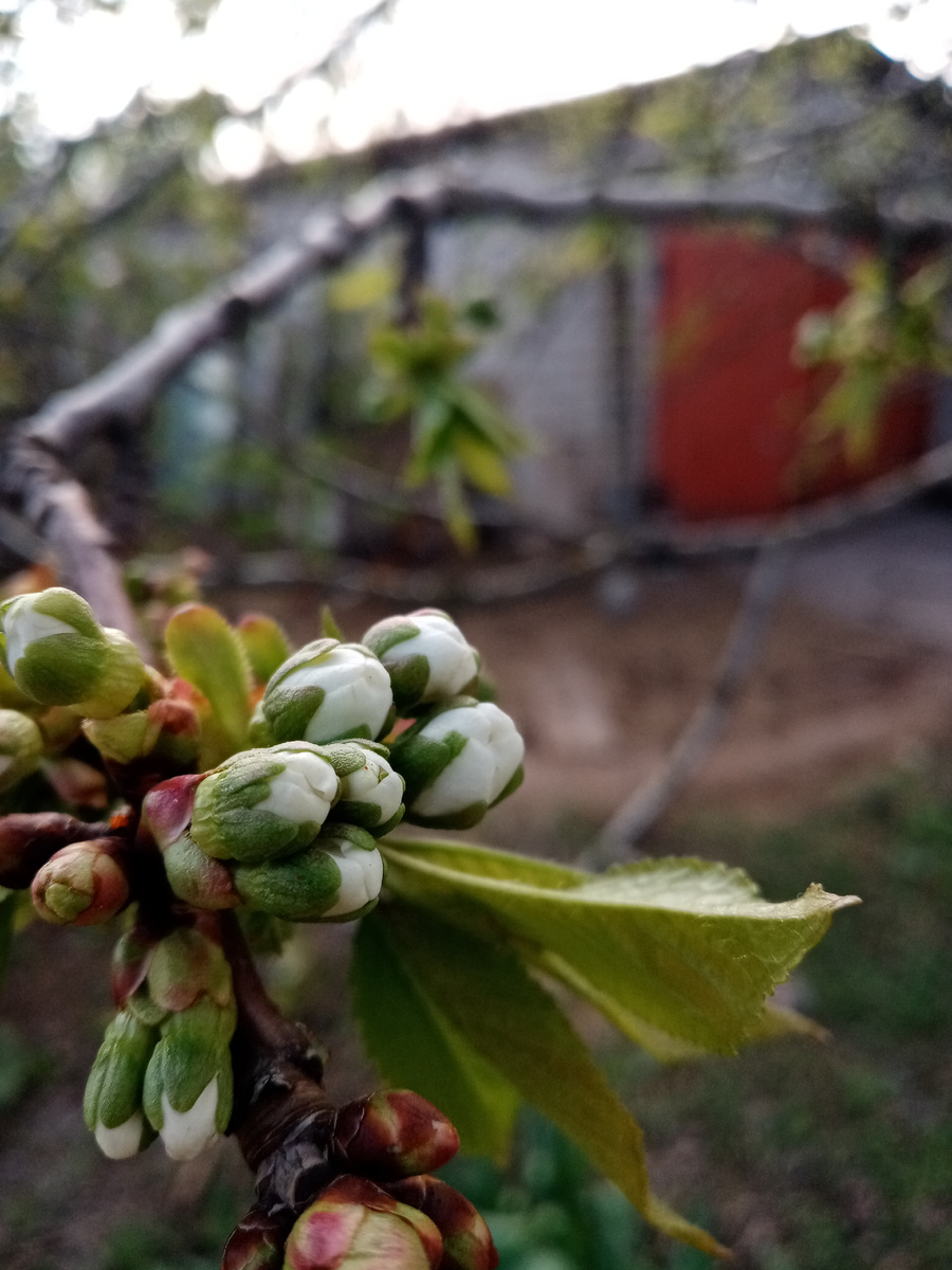 14 апреля уже зацвели сады