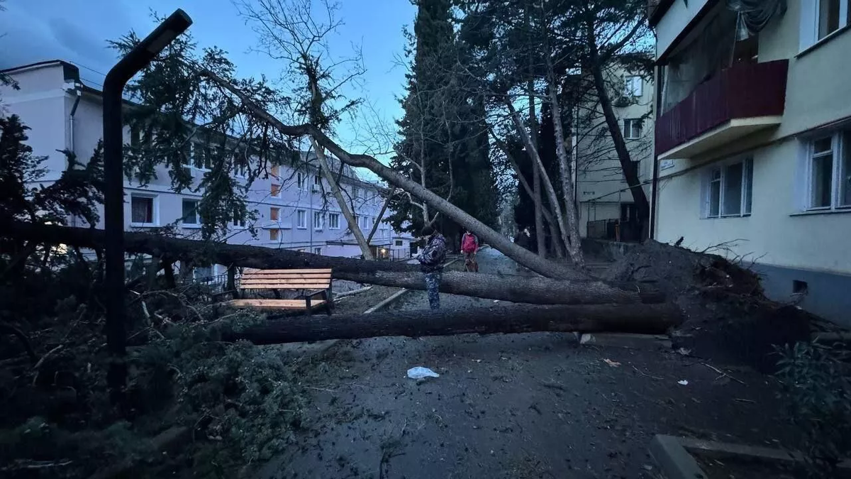 схема предложения с потому что. предложение со словом деревья. рассказ о дереве. односоставные предложения. предложение со словом деревья.