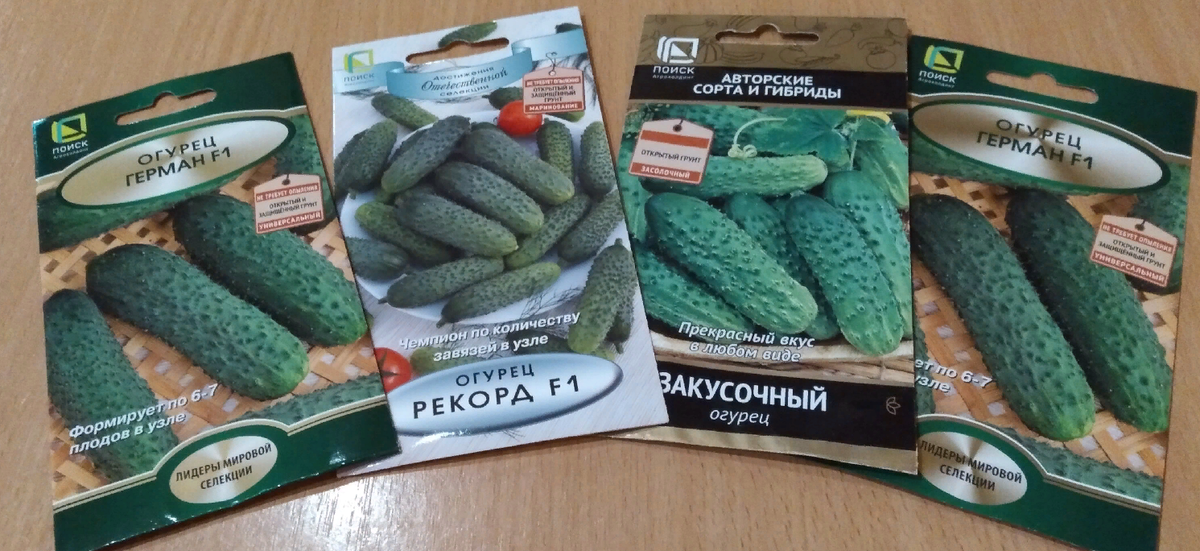 Огурцы, которые порадовали нас в прошлом году