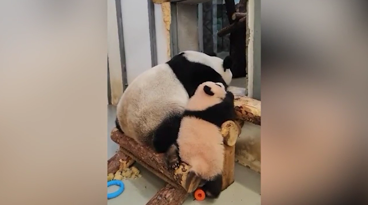 Панда катюша московский зоопарк видео сегодня. Панда катюша московский зоопарк видео сегодня. Панда катюша московский зоопарк видео сегодня. Панда катюша московский зоопарк видео сегодня. Панда катюша московский зоопарк видео сегодня.