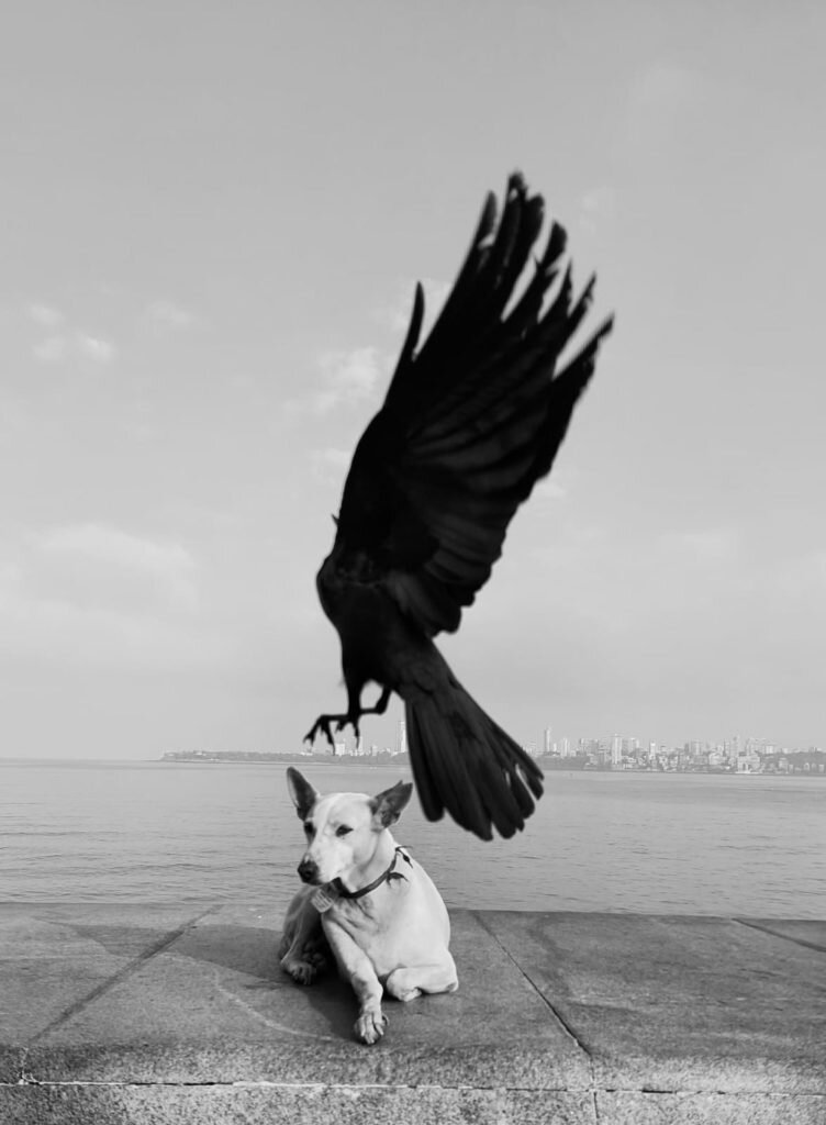     фото: Dimpy Bhalotia