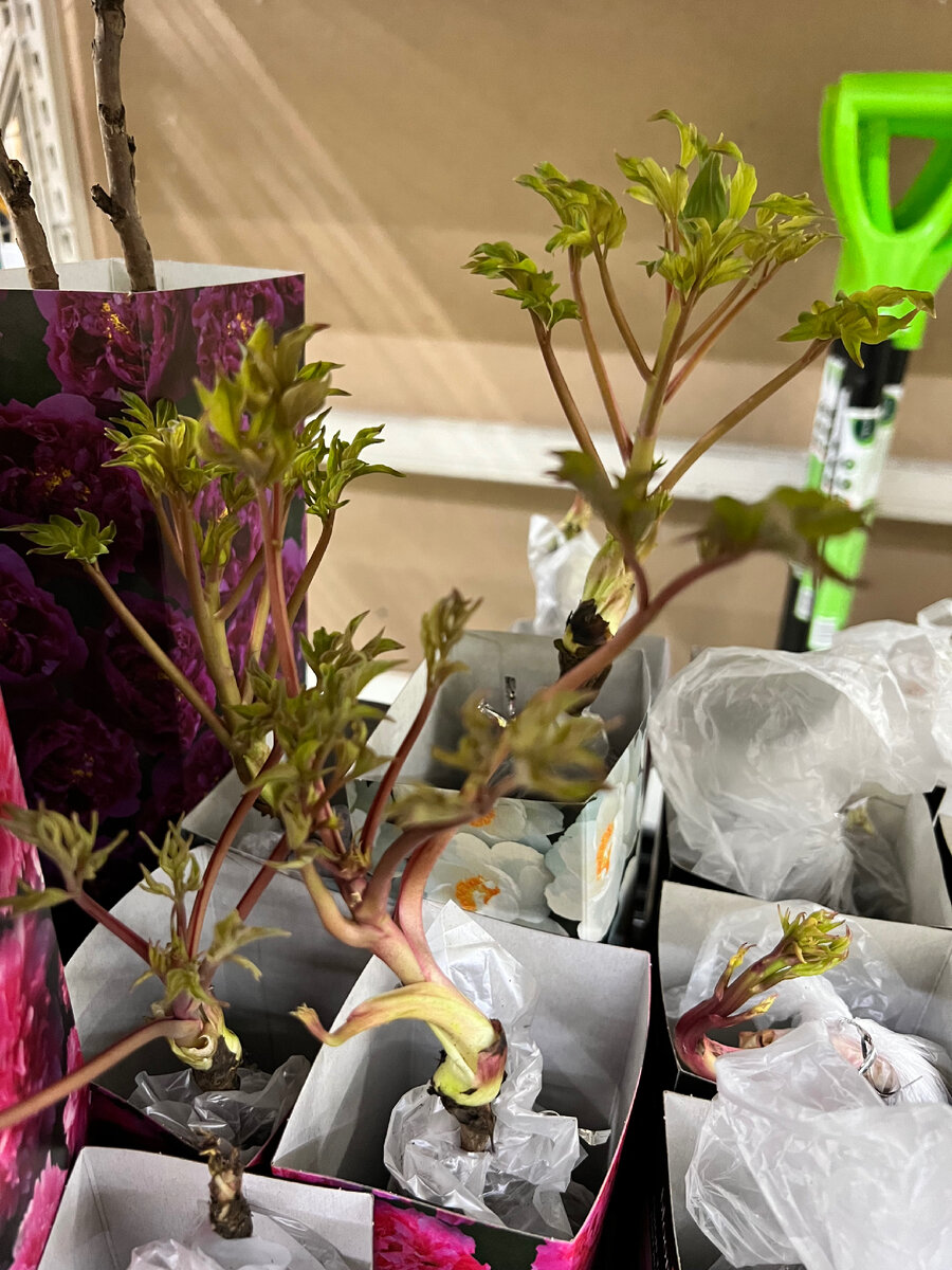 Ростки древовидных пионов. 