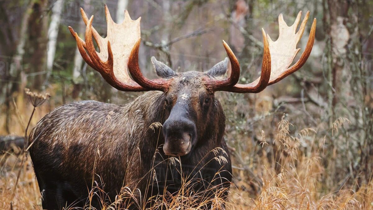 Лоси 1 10. Лось alces. Европейский Лось alces alces. Европейский Лось alces alces в тайге. Лось (alces alces) Камчатка.