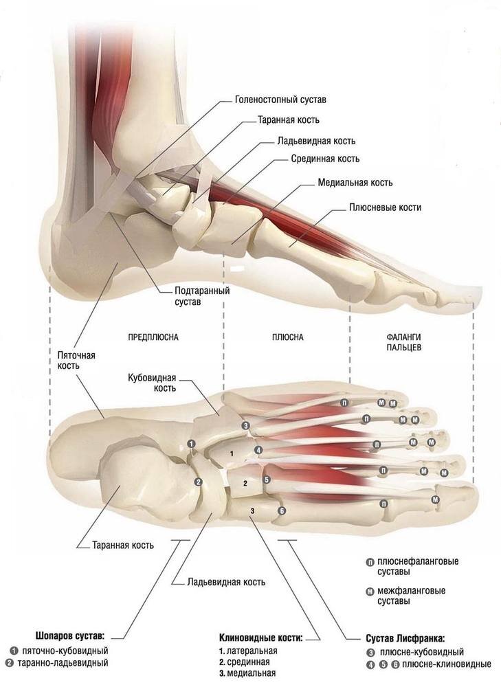 Стопа устроена и функционирует как упругий подвижный