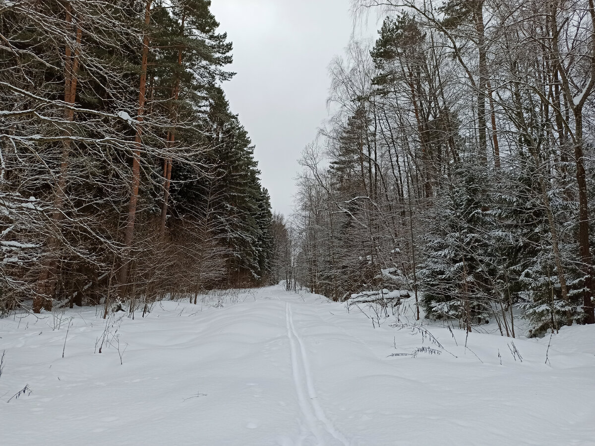 1. Дорога через лес ==>