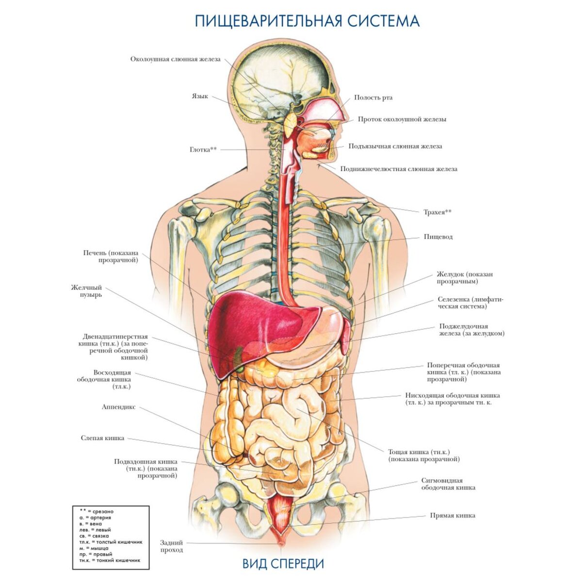 Схема расположения внутренних органов человека фото