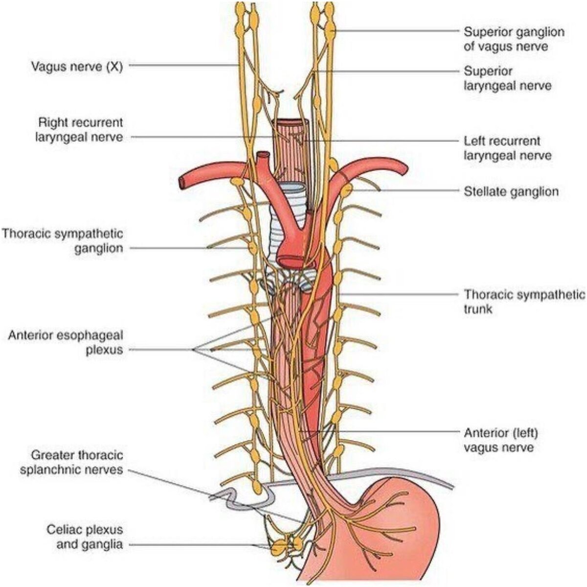 Правый блуждающий нерв. Вагус Неттер. Блуждающий нерв и диафрагмальный нерв. Блуждающий нерв анатомия топография. Кровоснабжение и иннервация пищевода.