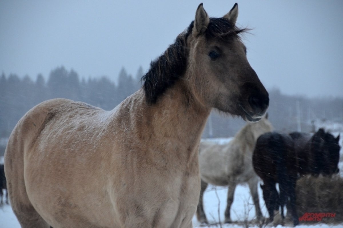   В Тульской области «скорая» добиралась до пациента на повозке с лошадью
