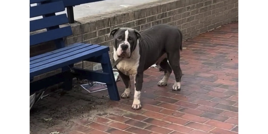 Люди бросили гигантскую собаку — она терпеливо ждала спасения