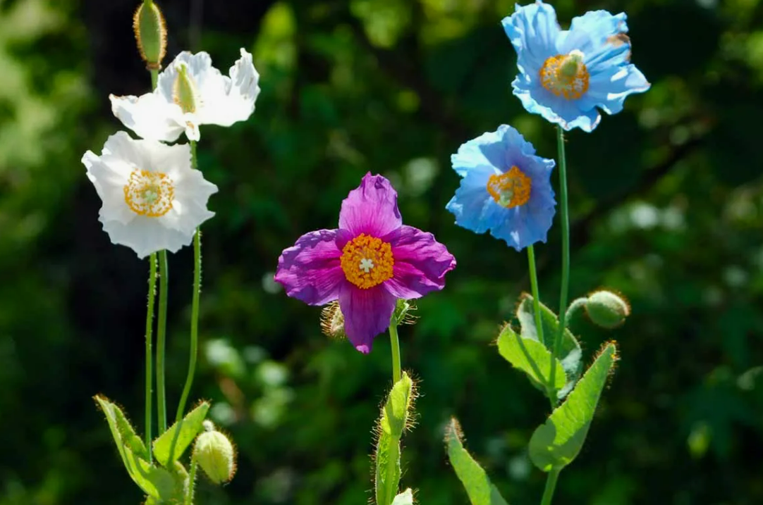 Меконопсис betonicifolia