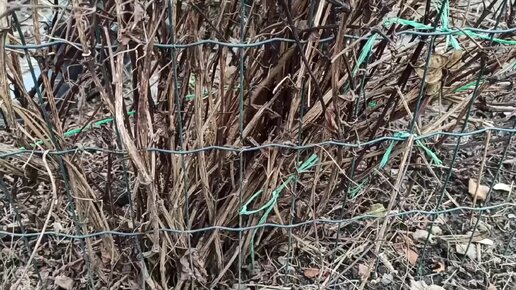 Женское обрезание в мусульманстве. Девочки такие девочки демотиватор. Ласки мужчины и женщины. Как выглядит оьрещанный и не обрезанный. Чем отличается обрезанный и необрезанный член.