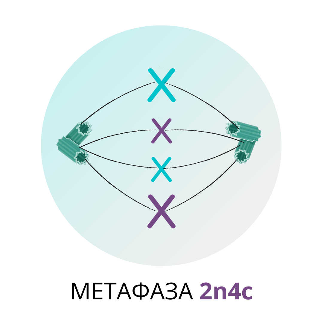 Митоз профаза метафаза телофаза. Количество гомологичных хромосом в метафазе митоза. Количество гомологичных хромосом в метафазе митоза. Фазы деления мейоза метафаза. Профаза анафаза метафаза 1.