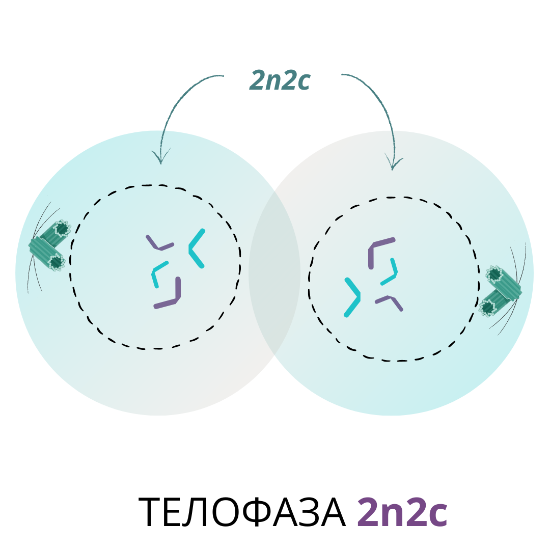 В телофазе митоза происходит удвоение