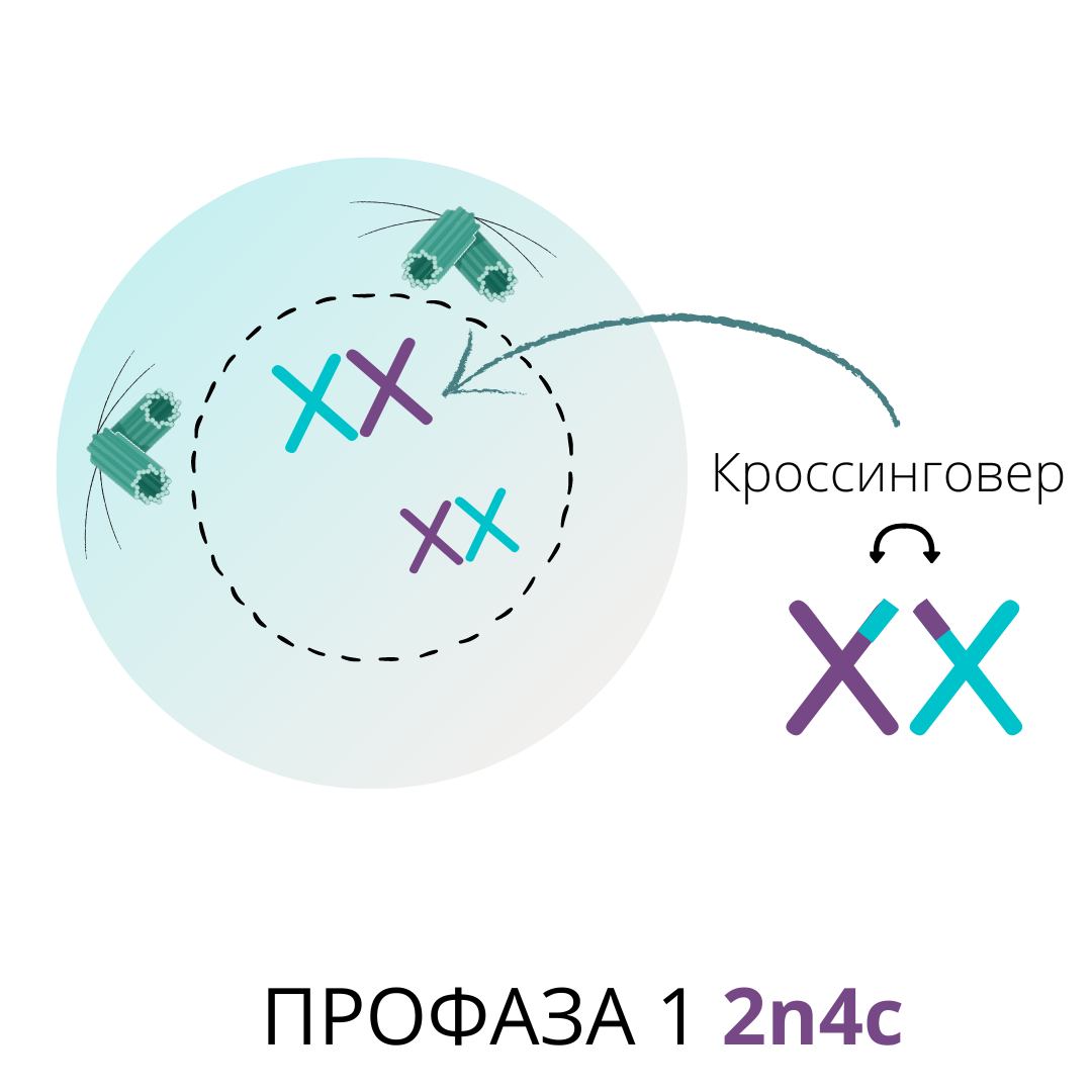 На этой теме теряют баллы 90% сдающих ЕГЭ по биологии... и эта тема - МИТОЗ  И МЕЙОЗ | Алёна Бриз | Дзен