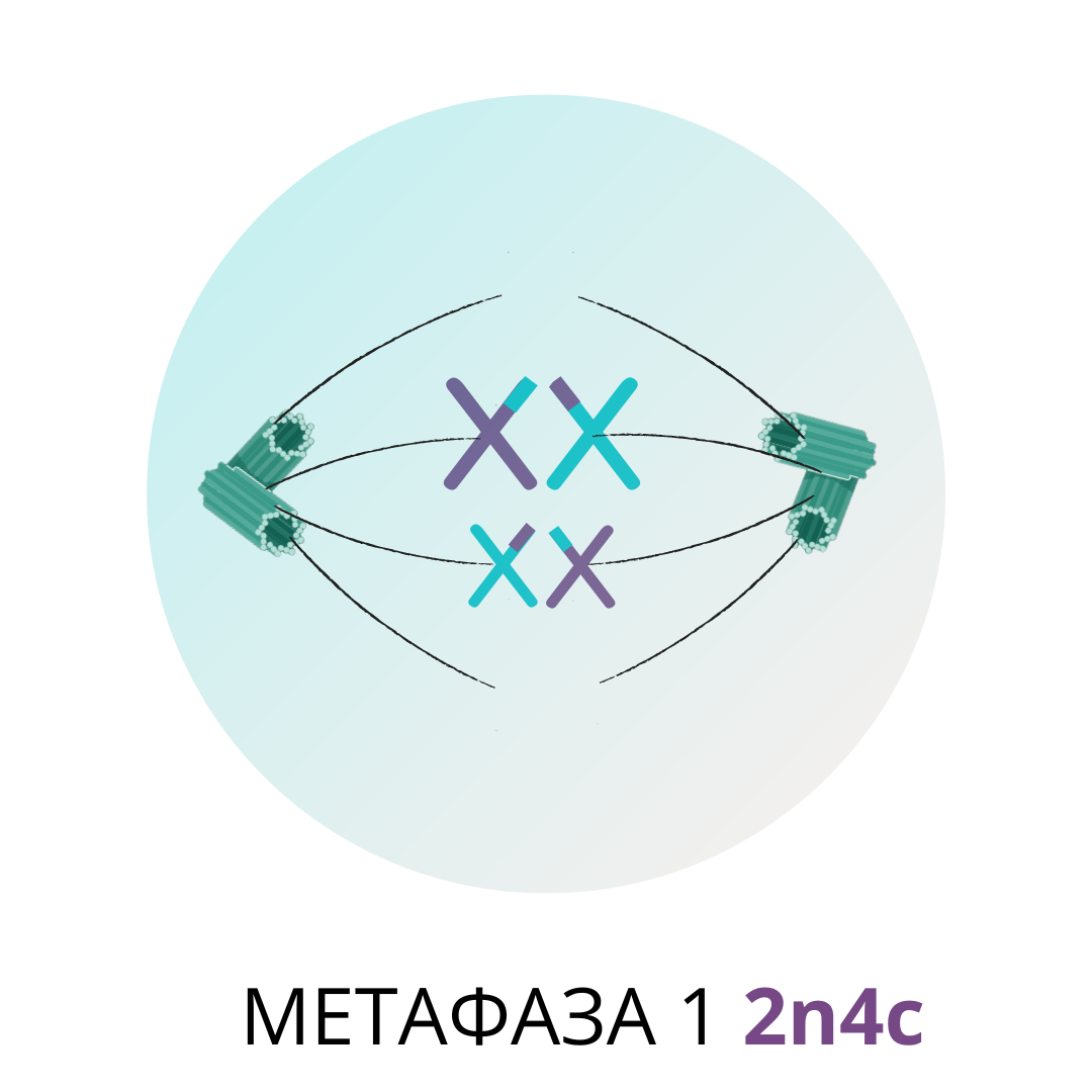 телофаза 2 хромосомный набор. что образует веретено деления в клетке. телофаза ii набор хромосом. телофаза ii набор хромосом. телофаза ii набор хромосом.