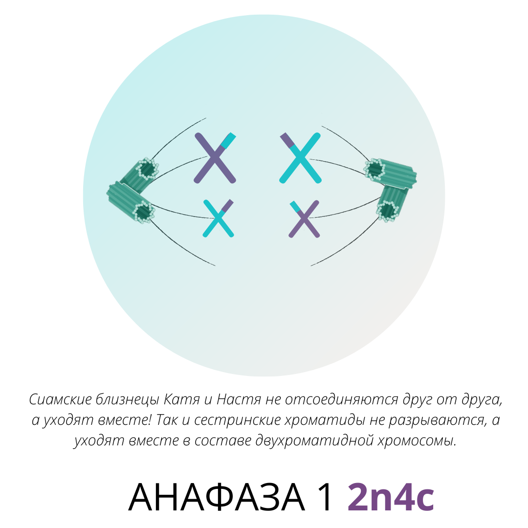 Фазы митоза схема. Схема митотического деления диплоидной клетки клетки. Фазы митоза. Работа по митозу. Фазы митоза профаза метафаза анафаза телофаза.