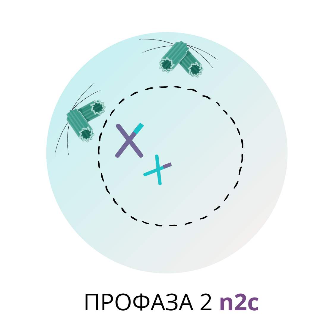 Метатеза. Метафаза митоза буква. Фазы мейоза метафаза 1. Метафаза и анафаза митоза и мейоза. Метафаза мейоза 1.