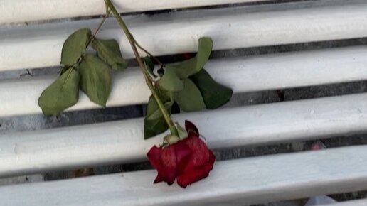 под окном в саду зашумели птицы туман. цветы под дождем. ушла в счастье. яблоки сад натюрморт. открытка вернуться в детство.