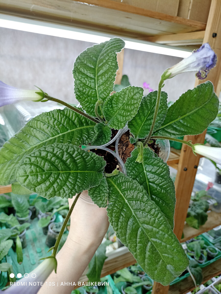 Некоторые порываются цвести даже в стакане 100гр