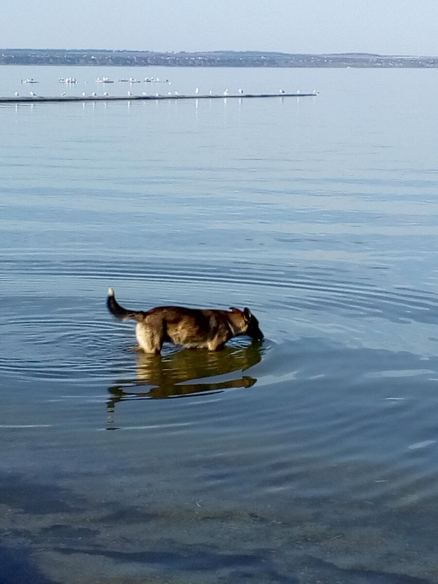 Азовское море и собаке по колено. (Архивное фото автора)