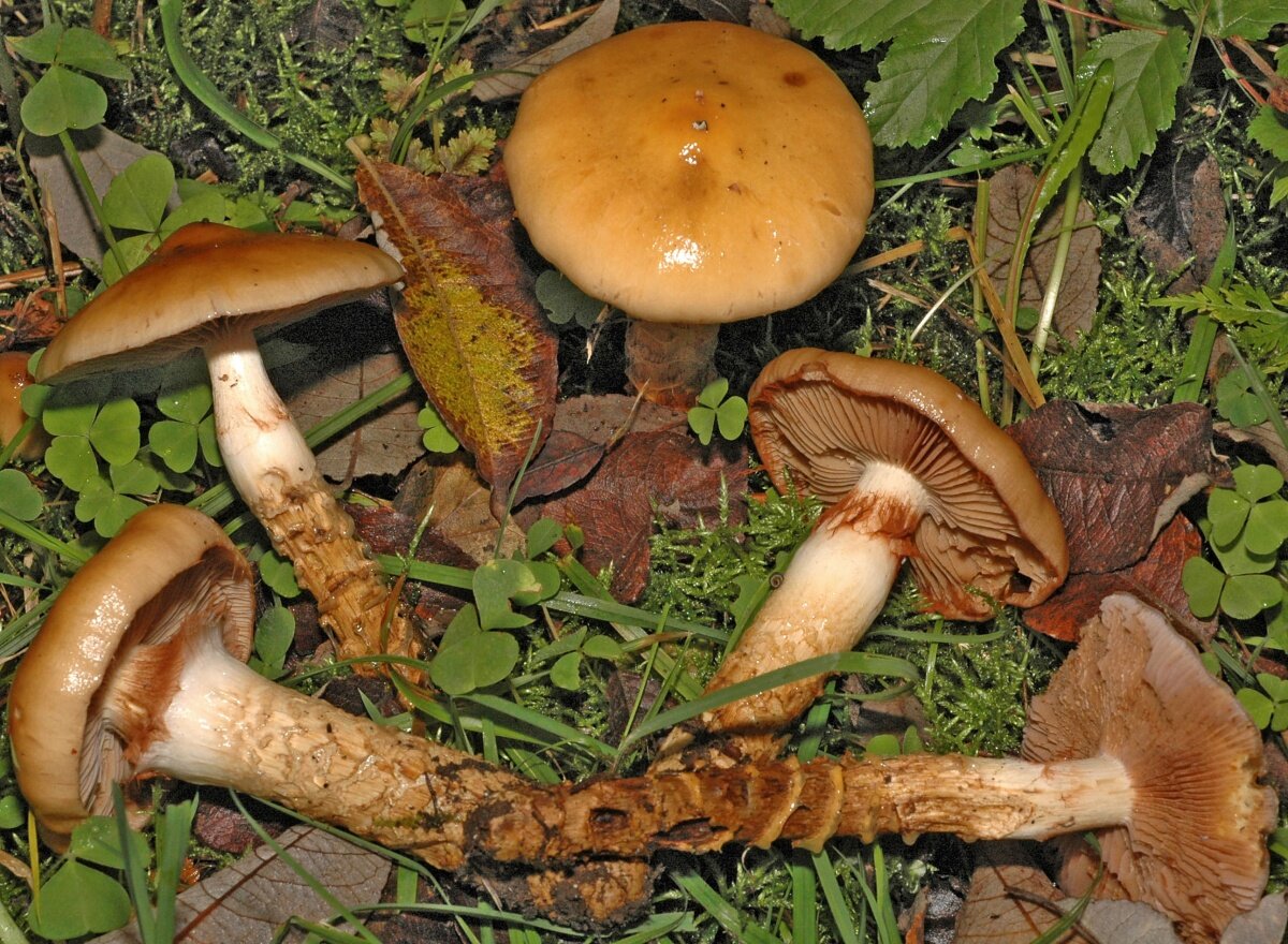 паутинник обыкновенный (Cortinarius trivialis)