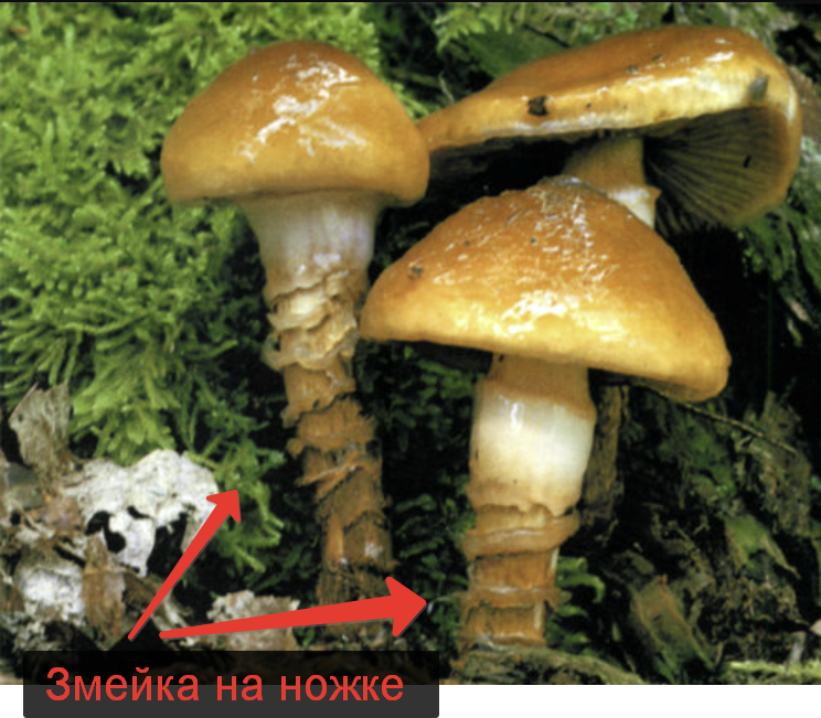 Паутинник обыкновенный (Cortinarius trivialis)