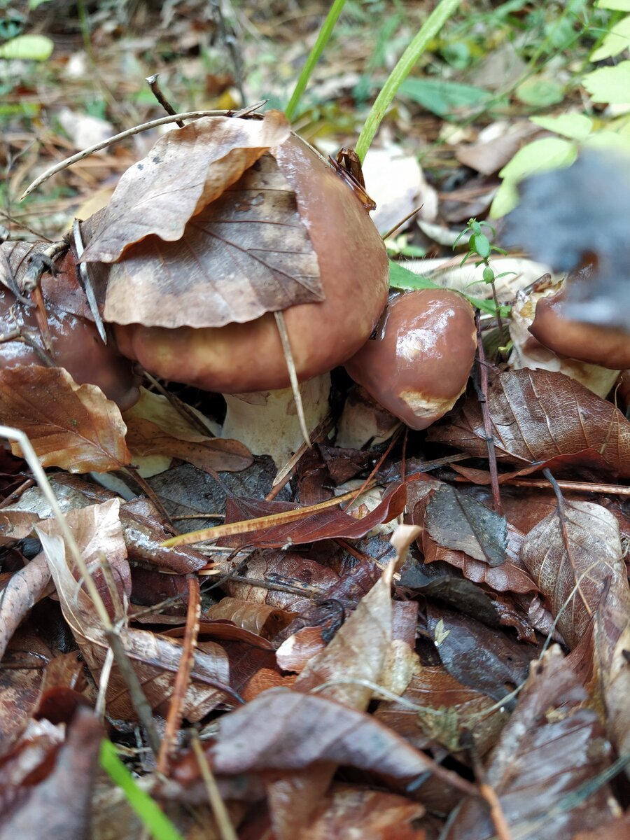 Автор фото Elena Хрв