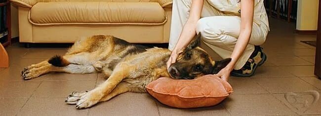 Эпилепсия у собак — это заболевание вызванное повторной чрезмерной аномальной электрической активностью нейронов мозга и дисбалансом между процессами возбуждения и торможения.-2