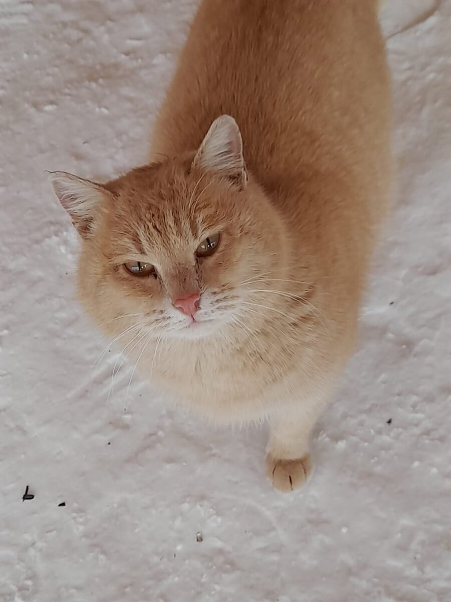 помощь животным потеряшки. помощь животным потеряшки. пропавших животных. собака в дар нортон в москве. потеряшки.