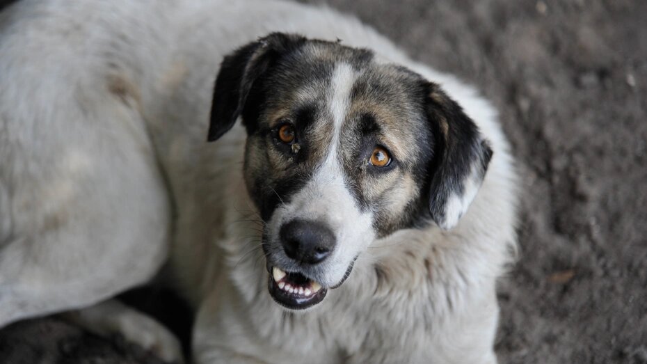    Автор фото: Михаил Кирьянов