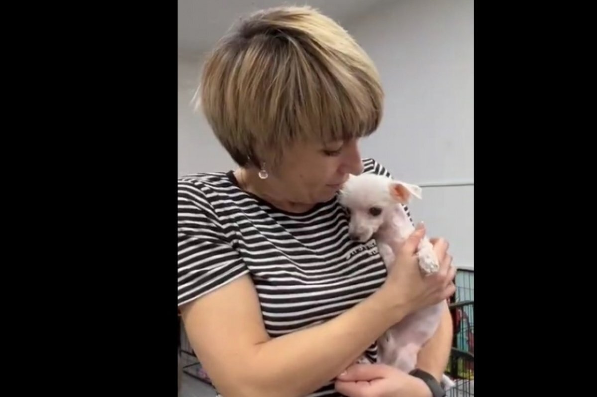    Собачка по кличке Сахарок.