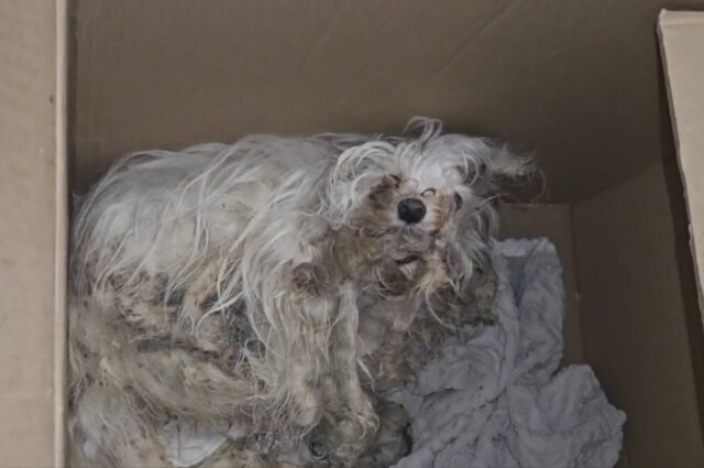    Фото: предоставлено волонтером Игорем Айрапетяном.