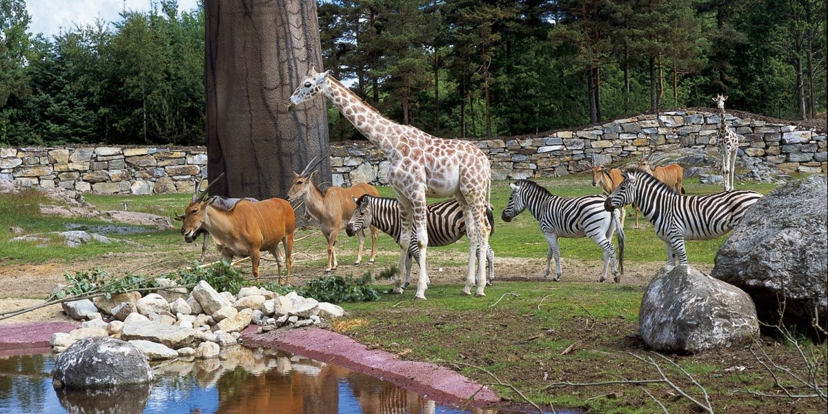 Silesta zoo. Kristiansand Zoo. Зоопарк Анкара. Шёнбруннский зоопарк. Зоопарк Цюриха.