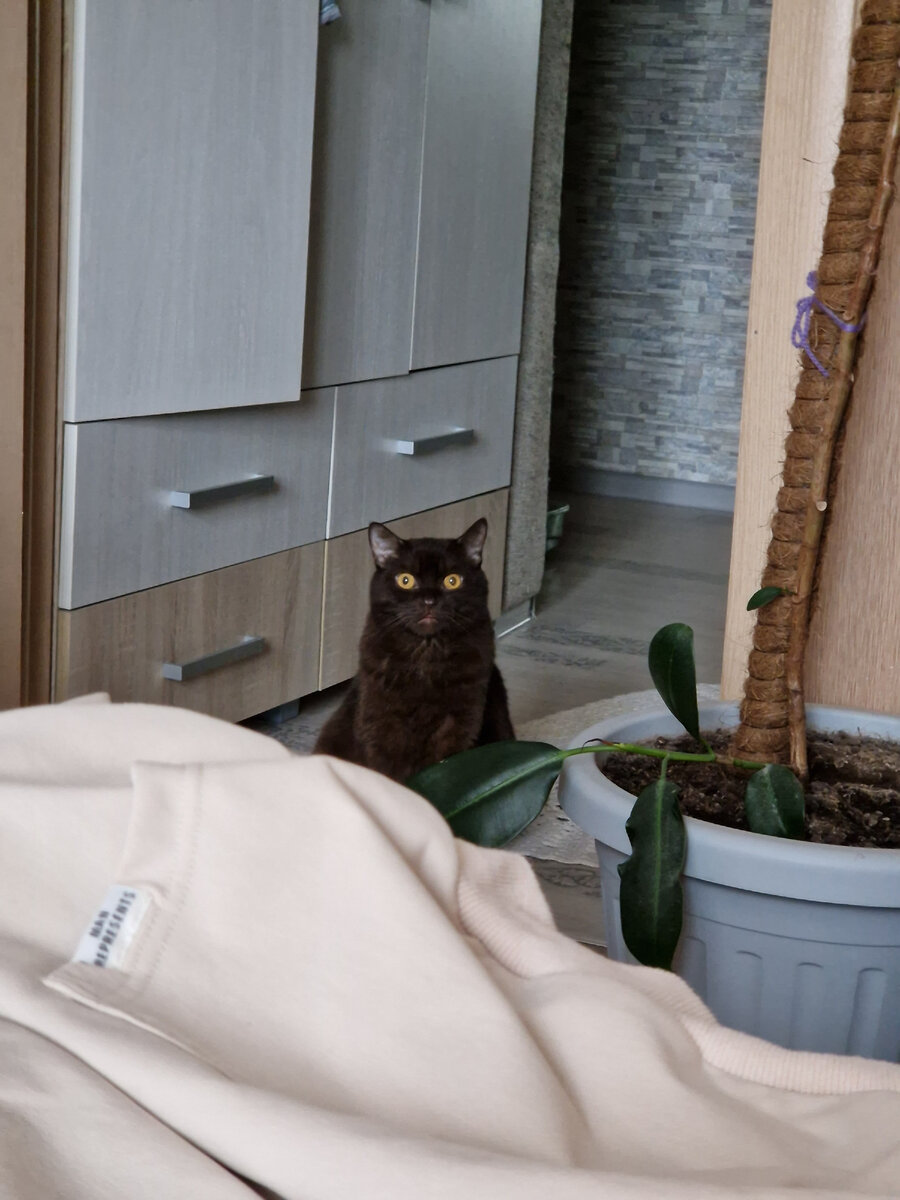 Котик, перед моим отъездом, смотрел на меня и как будто говорил что будет скучать 🤣