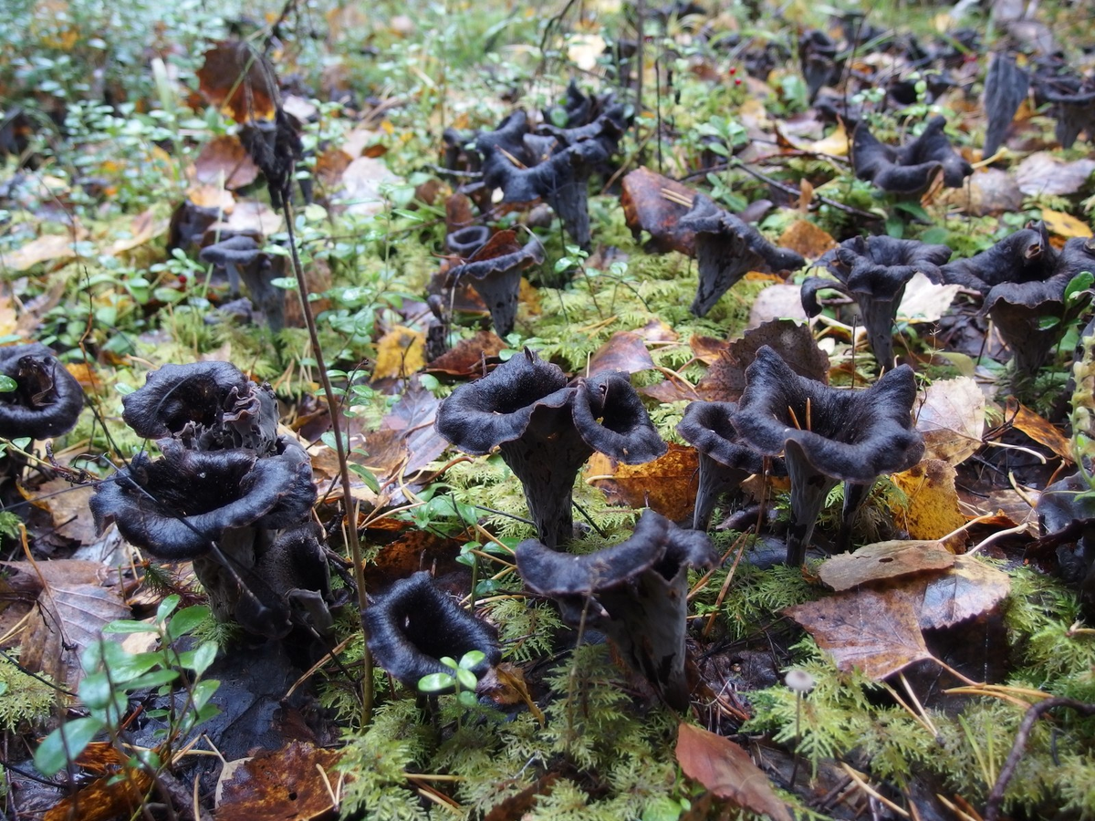 Грибное поле смерти...