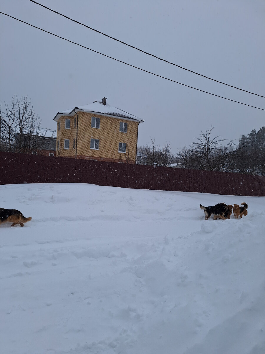 Фото автора. Это одни из многих. Здесь 4 головы, ещё две не попали в кадр. В своре особи обоих полов. В прошлом году насчитывали до 15-20 особей.