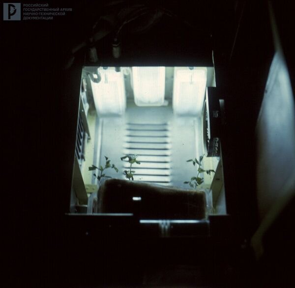 Установка «Оазис» с проросшим горохом на орбитальной космической станции «Салют-4». [12 января–9 февраля 1975 г.]. РГАНТД. Арх. № Д1-5 цв.