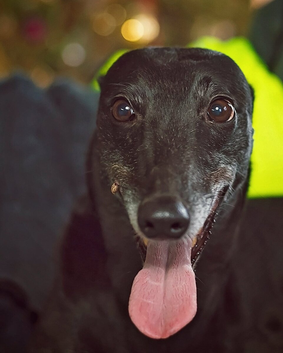 Принцесска Шади. | Группа помощи борзым Маша и Медведи | Дзен