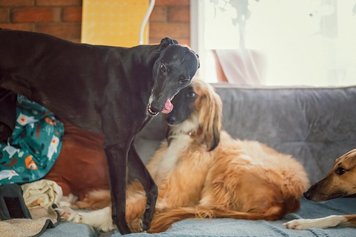 Принцесска Шади. | Группа помощи борзым Маша и Медведи | Дзен