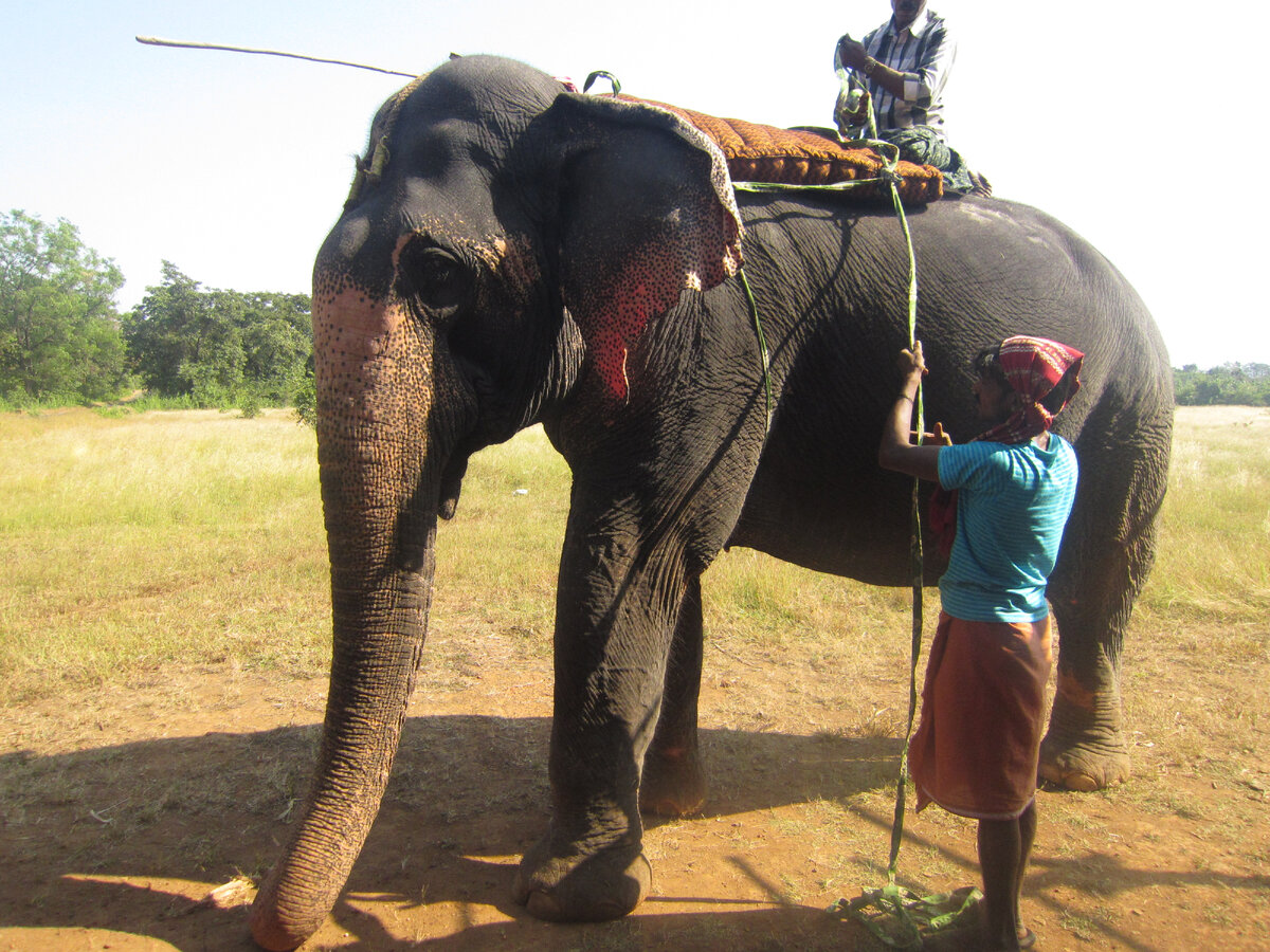 Программа экскурсии может варьироваться, в одну из поездок она включала знакомство со слоником. В первый и последний раз в жизни я каталась на слоне, решила, что больше не буду, слоников жалко