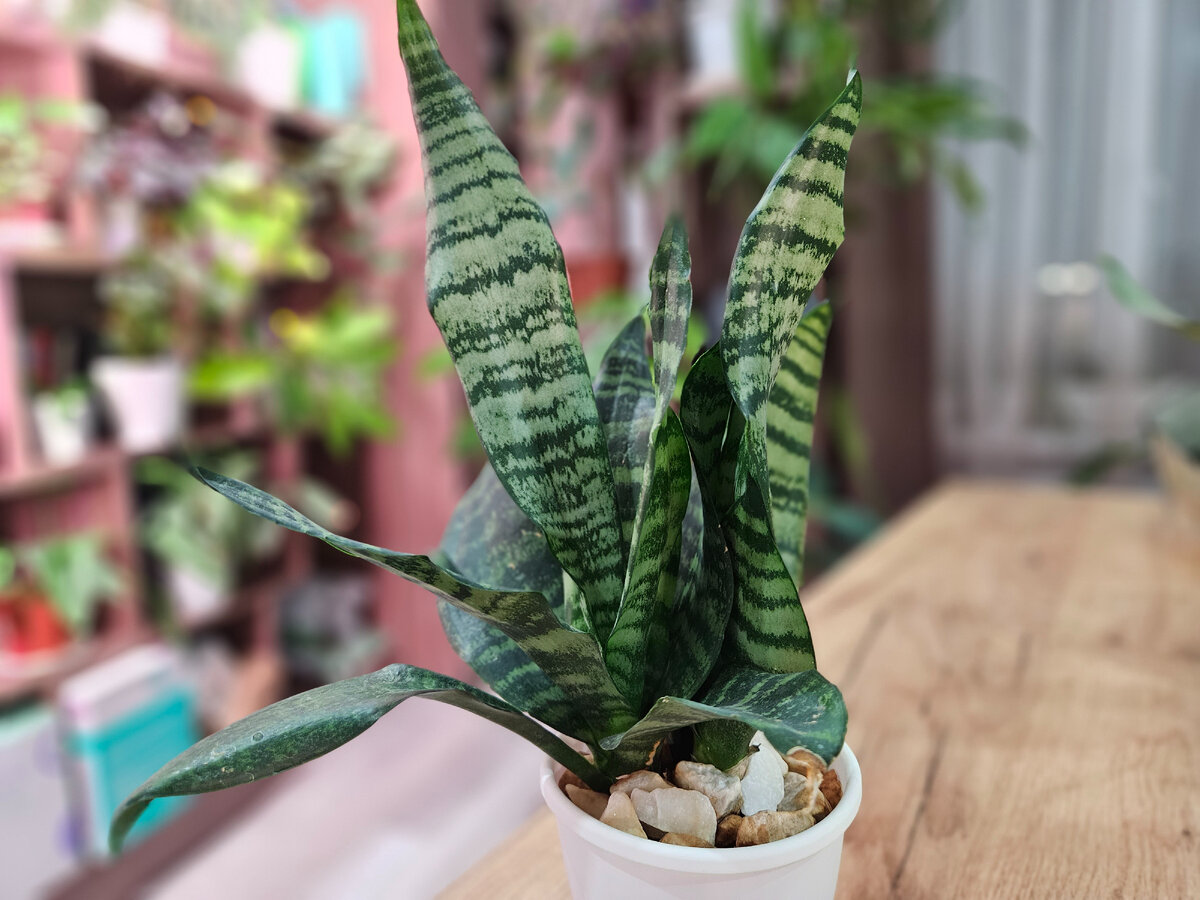 сансевьера щучий хвост. синенькие тещин язык. тещин язык растение. журнал тёщин язык. тещиных языков.