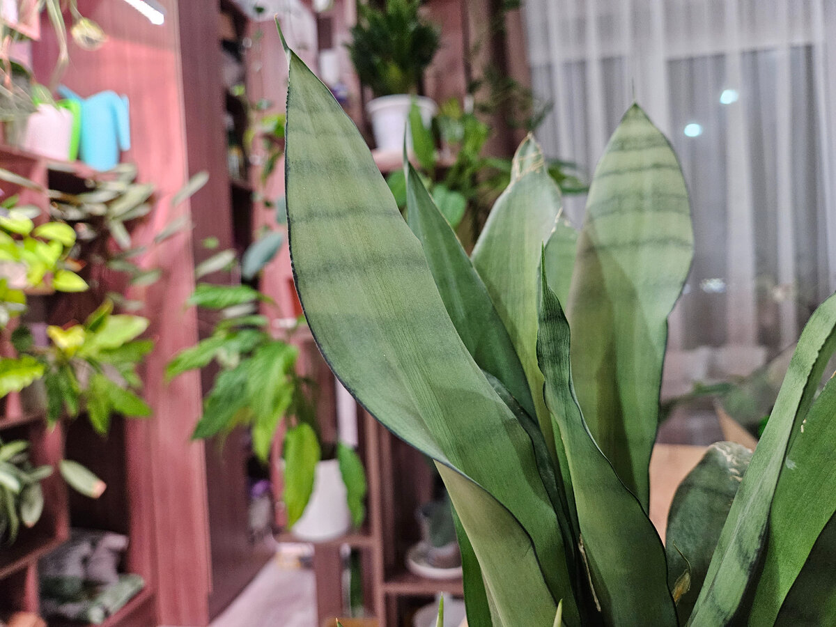 А это сансевиерия муншайн. Если не дать ей достаточно света - листья потеряют свой "фирменный" беловатый налёт