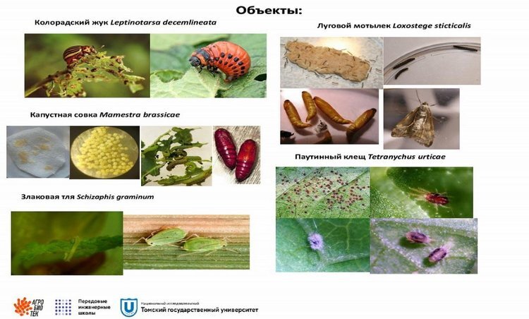    Синергетический биоинсектицид против лугового мотылька и других вредителей создали российские ученые