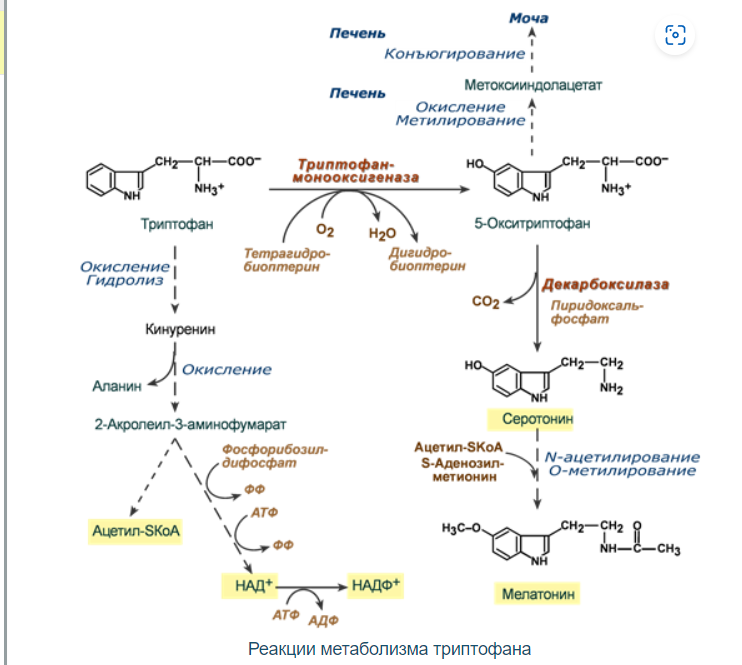 Синтез мелатонина из триптофана